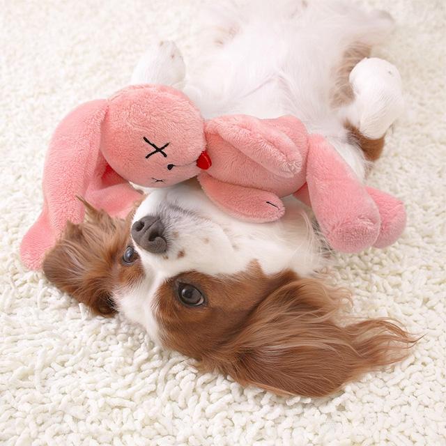 未使用 Scratch アニマルスプリングトーイ ドッグ スーパーキャット クタクターズ ライオン うさぎ キリン ドッグ