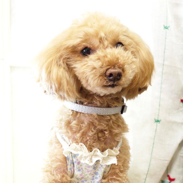 ペットアポルテ xs azeria アゼリア サロペットワンタッチカラー XS 首輪（カラー