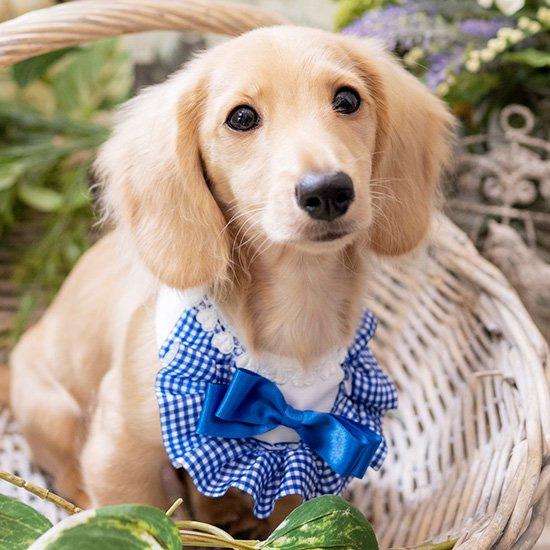 犬服ランダムドット×ミントSサイズオーダー可タンクトップ