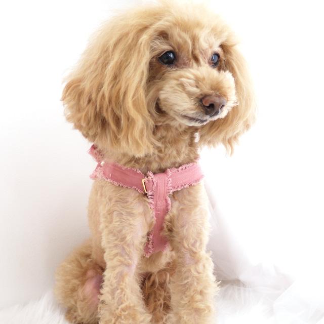 フリンジリボン ハーネス（胴輪） SS DH335 Luludoll（ルルドール） お