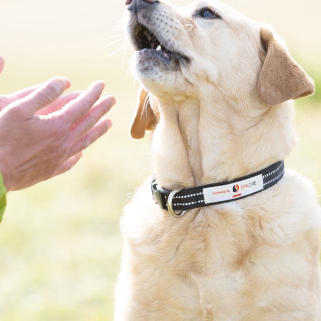 ペタプラス YORISOUカラー 首輪 XS S ドッグウェア 小型犬 ケア ペタプラス YORISOUカラー 首輪 XS S ドッグウェア 小型犬 ケア