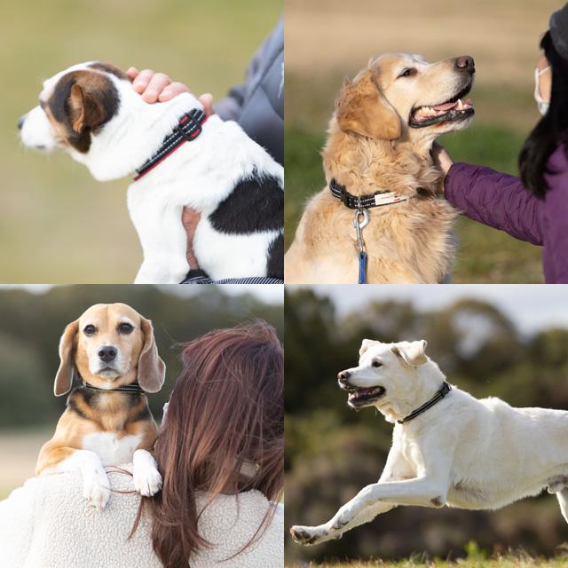 ペタプラス YORISOUカラー 首輪 XS S ドッグウェア 小型犬 ケア ペタプラス YORISOUカラー 首輪 XS S ドッグウェア 小型犬 ケア