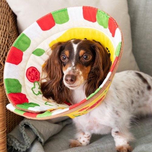 OLLEBOREBLA アルベロベロ 犬 猫 花柄 カットソー ブラウス アルベロベロのおすすめ人気商品一覧 通販 - Yahoo!ショッピング