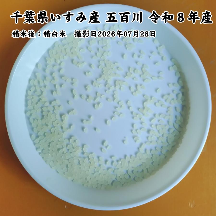 超早場米・新米】 千葉県いすみ産 五百川 白米5kg 令和8年産 ※無洗米