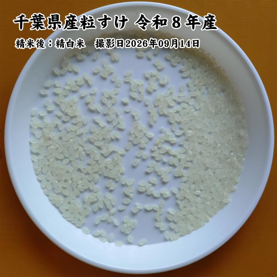 千葉県産 粒すけ 白米10kg （5kg×2袋） 令和8年産 新米 ※無洗米選択