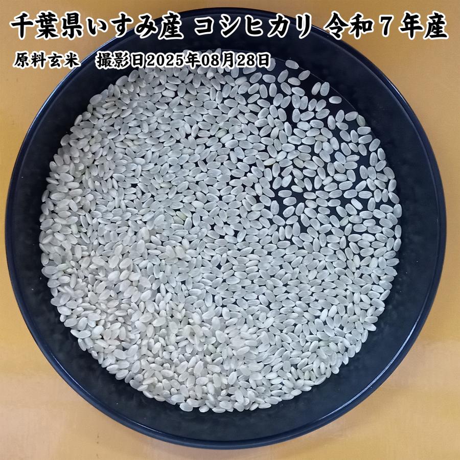 コシヒカリ 千葉県いすみ市産 いすみ米 白米5kg 令和7年産 : お酒とお