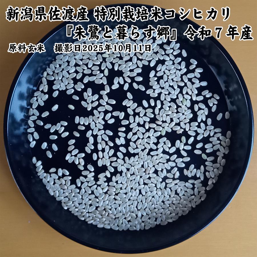 コシヒカリ 新潟県佐渡産 特別栽培米 「朱鷺と暮らす郷」 玄米