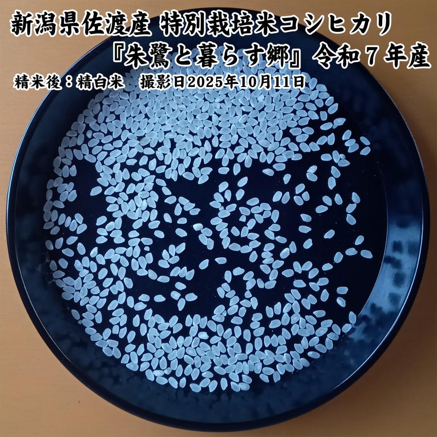 佐渡産コシヒカリ　特別栽培米10キロ 楽天市場】【新米】令和7年産 佐渡産コシヒカリ 10kg（白米/玄米