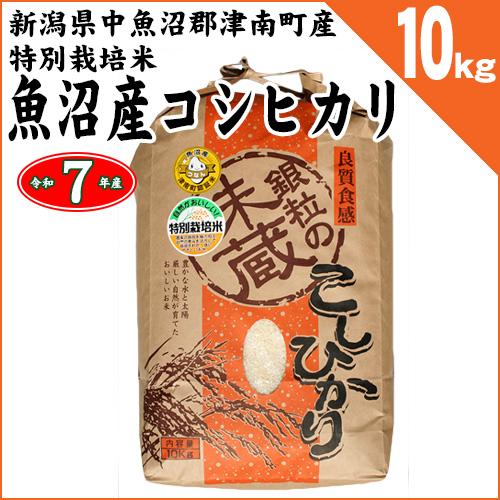 【魚沼産コシヒカリ白米10kg] 令和7年産 新米 湧き水栽培白倉米 コシヒカリ 新潟県津南町産 特別栽培米 魚沼産コシヒカリ 白米10kg 令