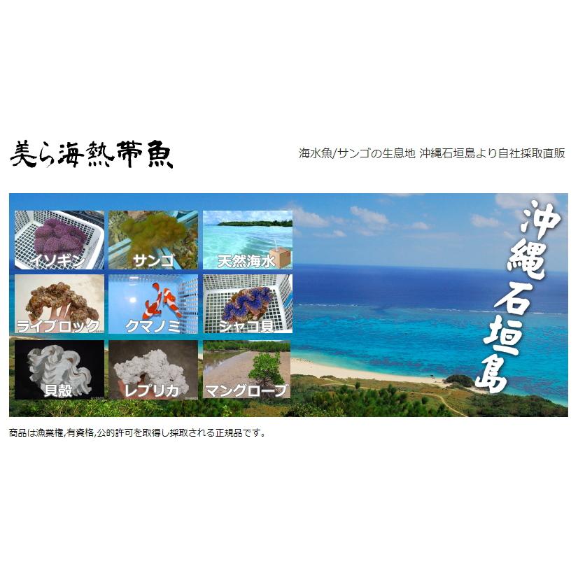 ヒレジャコ貝の貝殻(シャコガイ シャコ貝)30cm前後 1組 送料 ヒレジャコ貝の貝殻(シャコガイ シャコ貝)30cm前後 1組 送料