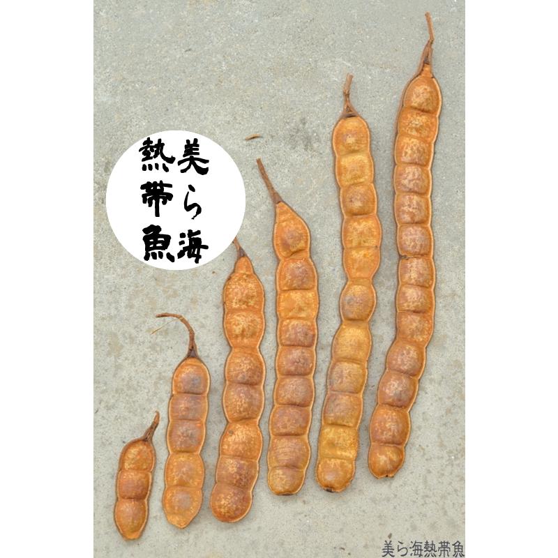 モダマ・もだま・藻玉の「さや」送料無料 9〜12節 1本（沖縄石垣島