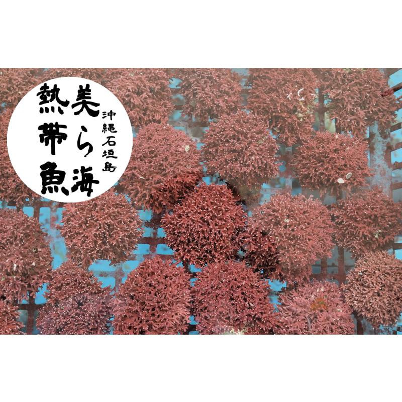 これが海藻？「塊状の石灰藻」「4〜7cm前後 1個」送料無料【美ら海
