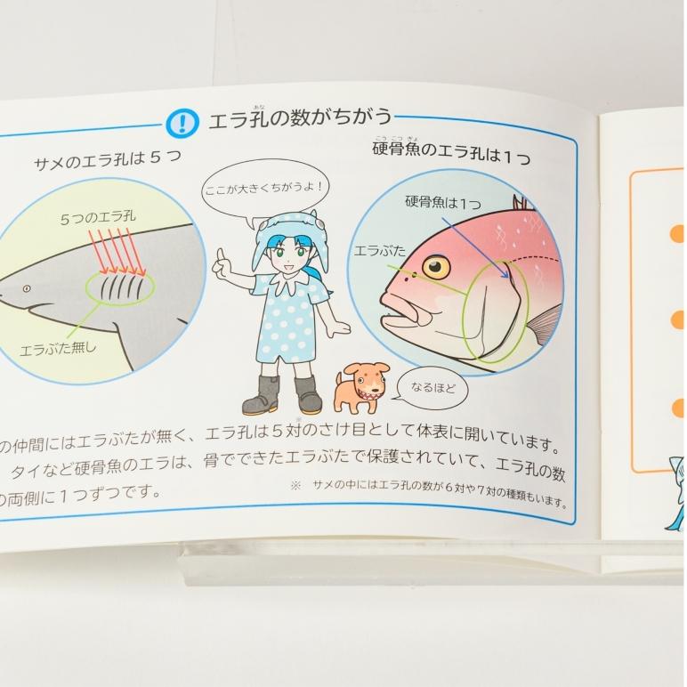 書籍 学べる 絵本 海洋生物 海  沖縄美ら海水族館 サメのふしぎ 33ページ 小学生  プレゼント 自由研究 勉強 参考  おもしろい 海の生き物 キッズ｜churaumiokinawa｜03