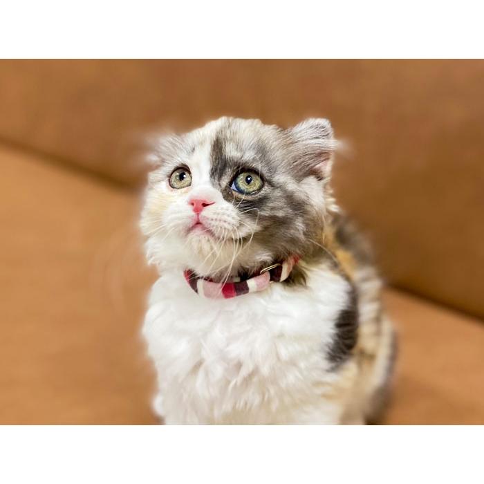 猫の首輪 ふわふわエスケープカラー Baby レッド 猫の暮らし｜ciera｜03