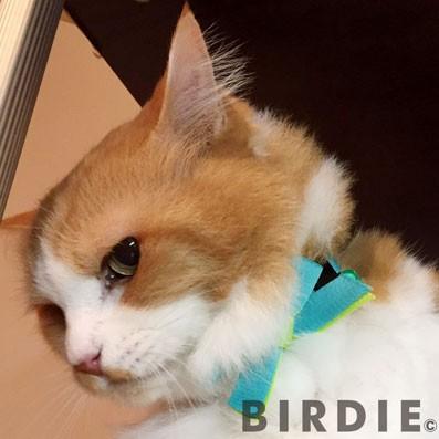 猫の首輪 CATキャンディカラー ブルー BIRDIE バーディ｜ciera｜03