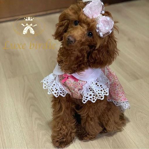 犬の服 春 夏 Luxe birdie チェルシーワンピース ラベンダー リュクス