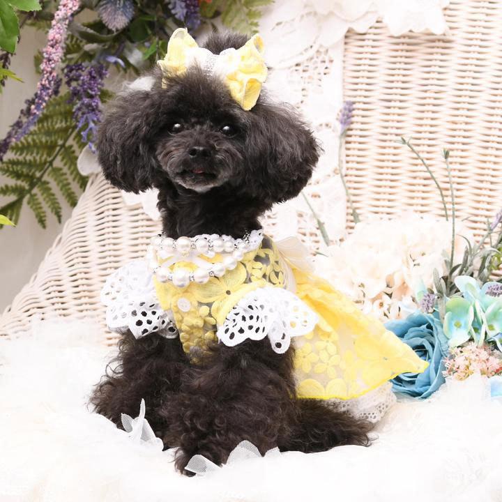 犬の服 春 夏 Luxe birdie オルテンシアワンピース イエロー リュクスバーディ 洋服 ドッグウェアの画像