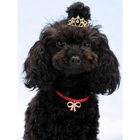 犬服 ハンドメイド フレグランスティアラ柄 TIARA PETS