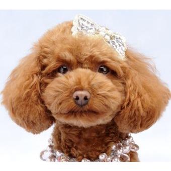 犬のバレッタ・スリーピン・エンジェルリボン ホワイト shake シェイク ヘアアクセサリー |  | 03