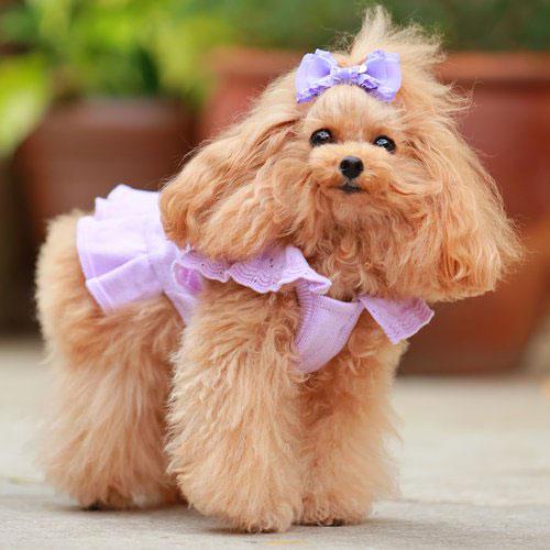 犬の服 春 夏 GODPIVA organic cottonスカラップワンピース ゴッドピヴァ 洋服 ドッグウェアの画像