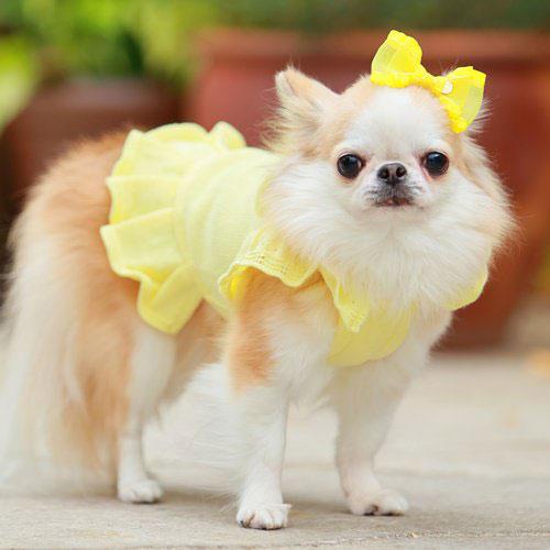 犬の服 春 夏 GODPIVA organic cottonスカラップワンピース ゴッドピヴァ 洋服 ドッグウェアの画像