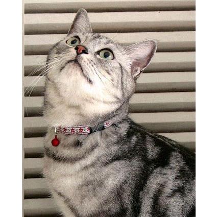 猫の首輪 キャットカラー ポップフラワー 猫の暮らし｜ciera｜03