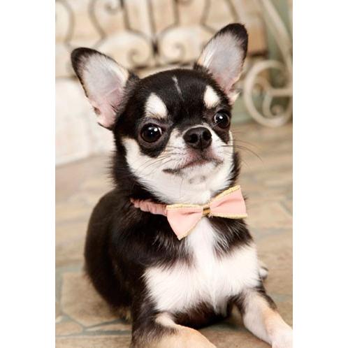 犬のアクセサリー ポーラリボン・ネックレス PANOPLY パナプリ SHAKE シェイク |  | 02