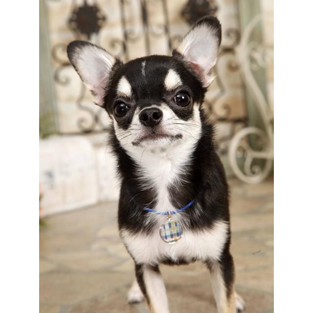 犬のアクセサリー ニーナ・ネックレス PANOPLY パナプリ SHAKE シェイク |  | 02