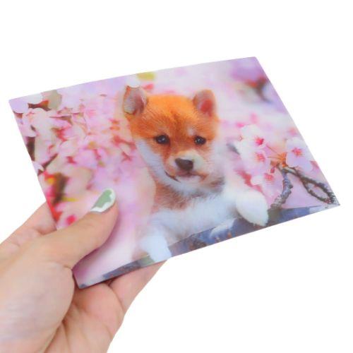 POSTCARD 春柄3Dポストカード 柴犬 いぬ アクティブコーポレーション ギフト｜cinemacollection-yj｜04