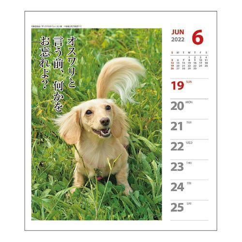 ダックス 犬川柳 週めくり いぬ ドッグ 書き込み 壁掛け Apj 22年 カレンダー 卓上 スケジュール 日本全国 送料無料