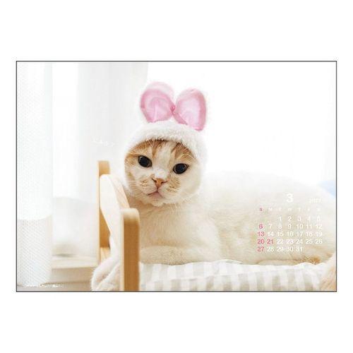 カレンダー 22年 猫 ポッケ 最安値に挑戦 卓上 スケジュール 動物 かわいい キャット ねこ Apj 写真
