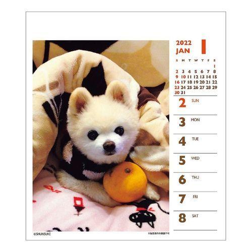 犬 俊介 ポメラニアン 週めくりミニ 書き込み 22 カレンダー 卓上 スケジュール いぬ ドッグ 令和4年 暦 Apj 22 Cl 026 キャラクターのシネマコレクション 通販 Yahoo ショッピング