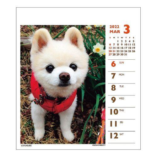 犬 俊介 ポメラニアン 週めくりミニ 書き込み 22 カレンダー 卓上 スケジュール いぬ ドッグ 令和4年 暦 Apj 22 Cl 026 キャラクターのシネマコレクション 通販 Yahoo ショッピング