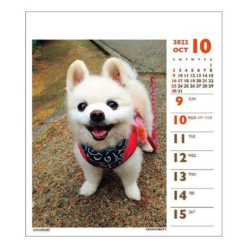 犬 俊介 ポメラニアン 週めくりミニ 書き込み 22 カレンダー 卓上 スケジュール いぬ ドッグ 令和4年 暦 Apj 22 Cl 026 キャラクターのシネマコレクション 通販 Yahoo ショッピング