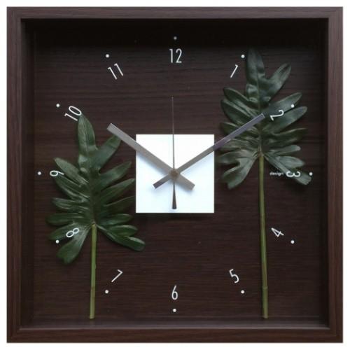 コンパクト良型】 マカイエンセ 多頭 マカイエンセ(現地球