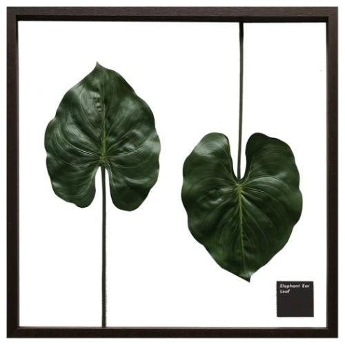 F-style Frame リーフアートフレーム Elephant ear leaf エレファント