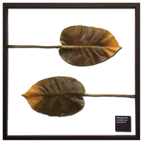 F-style Frame リーフアートフレーム Philodendron scandens ssp