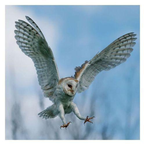 22年 カレンダー 輸入 壁掛けmagic Owls フクロウ Tushita アニマル 写真 キャラクターのシネマコレクション 通販 Paypayモール