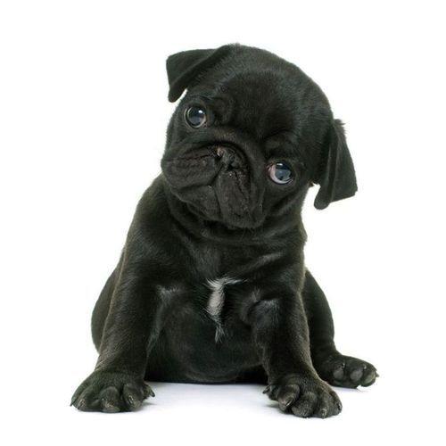 22年 カレンダー 輸入 壁掛けpuglets パグ Artwork Studios 写真 動物 キャラクターのシネマコレクション 通販 Paypayモール