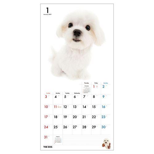 マルチーズ 壁掛け カレンダー 21年 The Dog いぬ 通販 グッズ キャラクターのシネマコレクション 通販 Paypayモール
