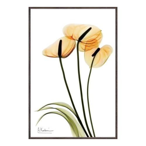 アルバートクーツィール 額付き フラワーアート X RAY キャンバス