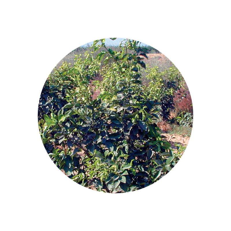 プチグレイン アロマオイル 精油 エッセンシャルオイル 生活の木 １０ｍｌ Eo050 1 香りの専門店シナモンリーフ 通販 Yahoo ショッピング