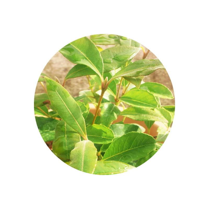 レモンマートル アロマオイル 精油 エッセンシャルオイル 生活の木 ３ｍｌ Eo059 香りの専門店シナモンリーフ 通販 Yahoo ショッピング