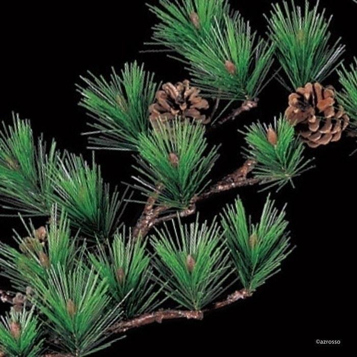 アスカ商会 松 五葉松 門松 正月 飾り 新春 インテリア 造 花 材 観葉