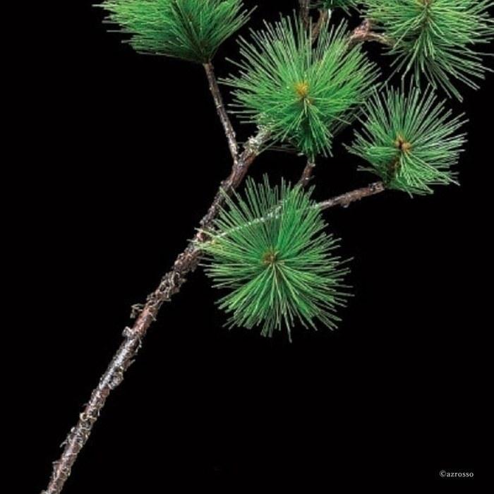 本物の 松 老松 門松 正月 飾り 新春 インテリア 造 花 材 観葉植物 フェイク グリーン 迎春 祝 Wantannas Go Id