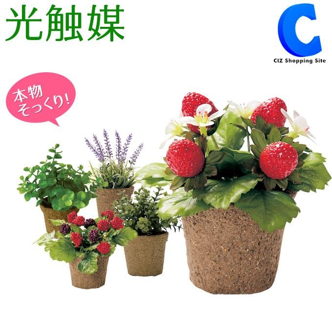 フェイクグリーン 光触媒 観葉植物 ミニサイズ プチ おしゃれ インテリア ストロベリー ラズベリー ファンシェイプ ユーカリ ラベンダー 5種類 Minig シズ ショッピングサイト ヤフー店 通販 Yahoo ショッピング