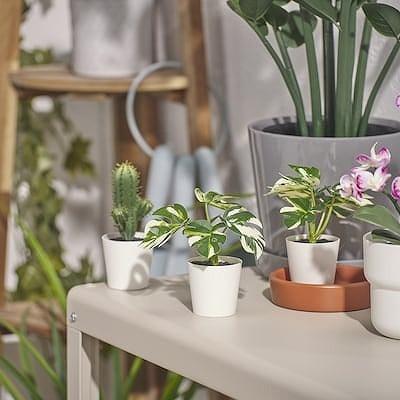 【交渉中】【IKEA】モンステラ 人工観葉植物 FEJKA フェイカ 人工観葉植物, 室内/屋外用 モンステラ, 19 cm - IKEA