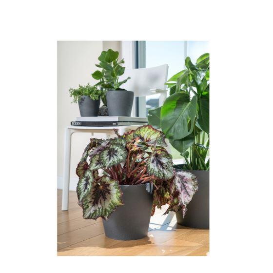 IKEA フェイカ＋鉢カバー、ペルスィラデ　セット品 イケア（IKEA） 鉢カバー 6号 ダークグレー 19cm PERSILLADE