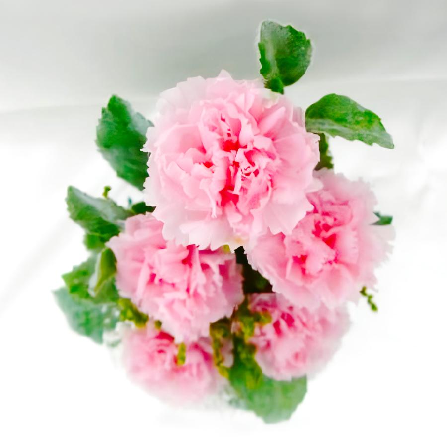 プリザーブドフラワー 送料無料 お祝い 誕生日 枯れない花 フラワードーム入 大きめ Lサイズ カーネーション プレゼント インテリア 造花 ギフト | ブランド登録なし | 08