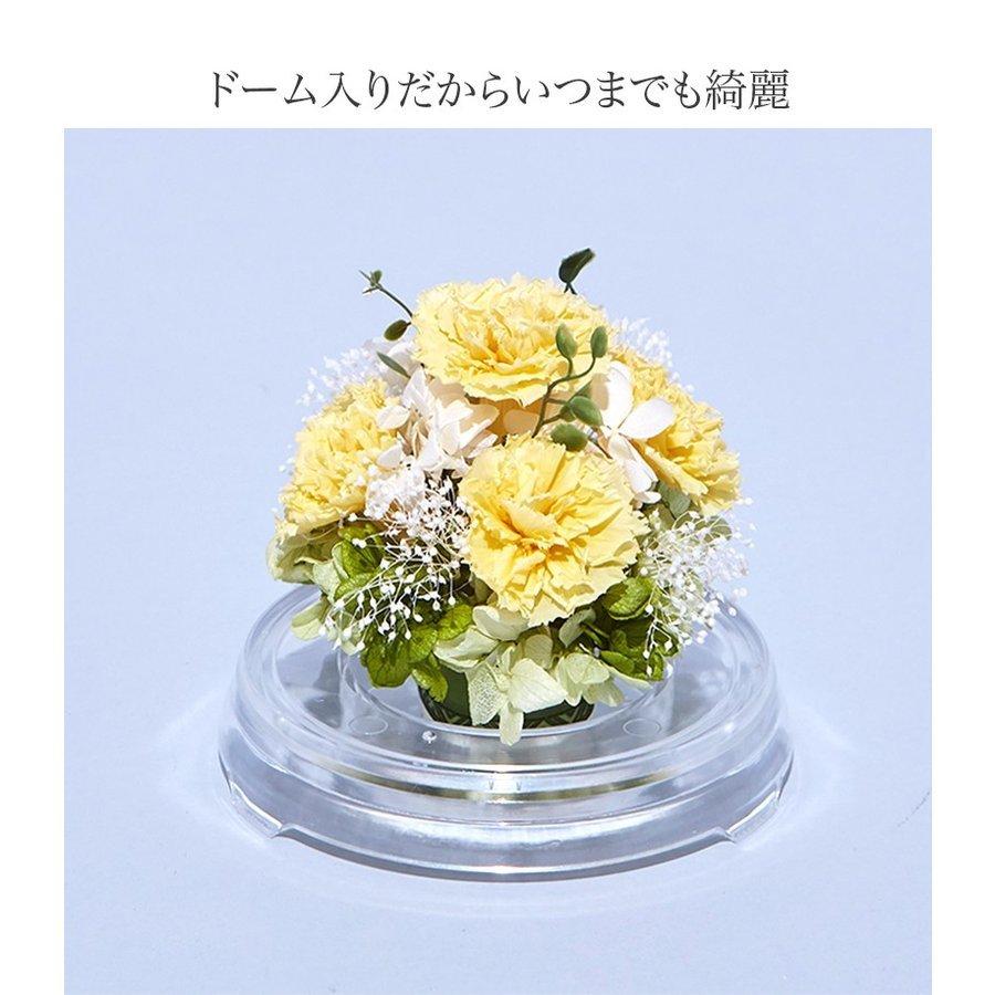 プリザーブドフラワー 送料無料 お祝い 誕生日 枯れない花 カーネーション フラワードーム Mサイズ プレゼント インテリア 造花 ギフト | ブランド登録なし | 09